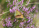 Argynnis laodice (Pallass Fritillary)