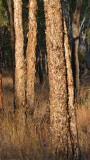 Queensland Woollybutt (Eucalyptus chartaboma)