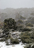 # Tasmania - Mt Field #