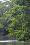 mangroves