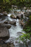 tributary of Mossman River