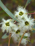 # eucalypts #