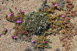 Nullarbor flowers