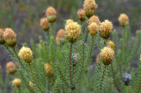 Petrophile ericifolia