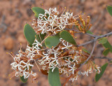 Pandanus Hakea (Hakea pandanicarpa subsp crassifolia)