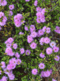 Pink Bottlebrush (Beaufortia schaueri)