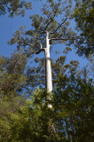 Karri (Eucalyptus diversicolor)