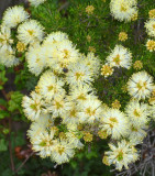 Coastal Honeymyrtle (Melaleuca systena)