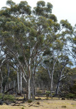 Wandoo (Eucalyptus wandoo) woodland
