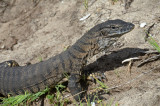 Heath Monitor (Varanus rosenbergii)