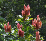 Rose Tamarind (Arytera divaricata)