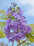Jacaranda (Jacaranda mimosifolia)