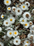 White Everlasting (Coronidium newcastlianum)