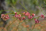 Thread-leaf Hop Bush (Dodonaea filifolia)