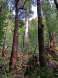 eucalypt forest