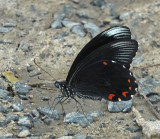 Ambrax Swallowtail male