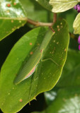 Australian Green Mantis