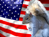 Patriotic Squirrel .jpg