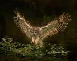 owl_collection