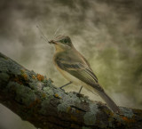 Eastern Phoebe with dragonfly