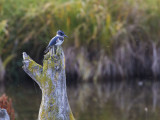 Belted Kingfisher at Potters Marsh