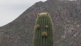 Phoenix Mountains, AZ