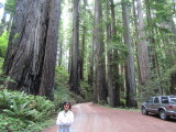 Redwood21_4056.JPG
