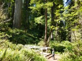 Redwood21_6023.jpg