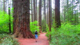 Redwood21_b080.JPG