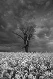 monochrome rape field