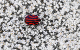 red-striped
