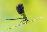 blue on green