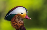 mandarin duck portrait