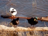 Ducks on Watson Lake