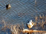 Ducks on Watson Lake