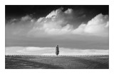Cipressi di San Quirico d'Orcia,Tuscany