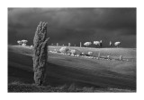 Cipressi di San Quirico dOrcia, Tuscany