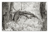 Notes of the woods