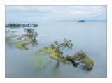 琵琶湖水鳥湿地センター前