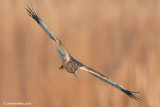 Western Marsh Harrier