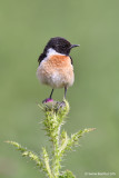 European Stonechat