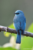 Verditer Flycatcher