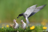 Black Tern