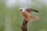 Red-footed Falcon