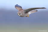 Common Kestrel