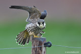 Eurasian Hobby