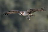 Osprey