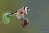 Goldfinch