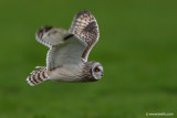Short-eared Owl