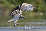Osprey
